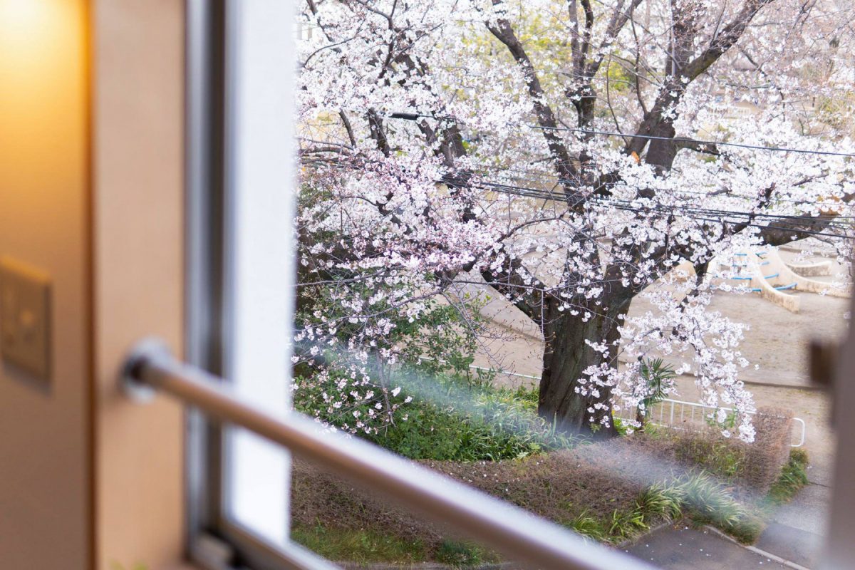 窓から見える桜の木も必見！