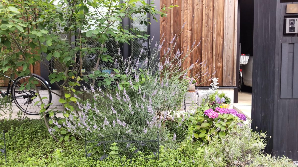 自宅　玄関前のイングリッシュラベンダーと紫陽花　　