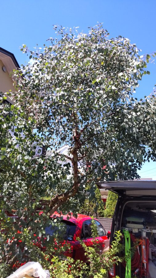 点検先でのユーカリポポラスの大木。我が家の２０倍はありそう！！