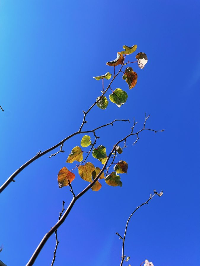 秋の青い空とのコントラスト