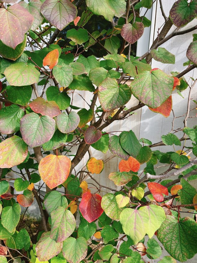 マルバノキ　ハート形の葉が赤やオレンジに