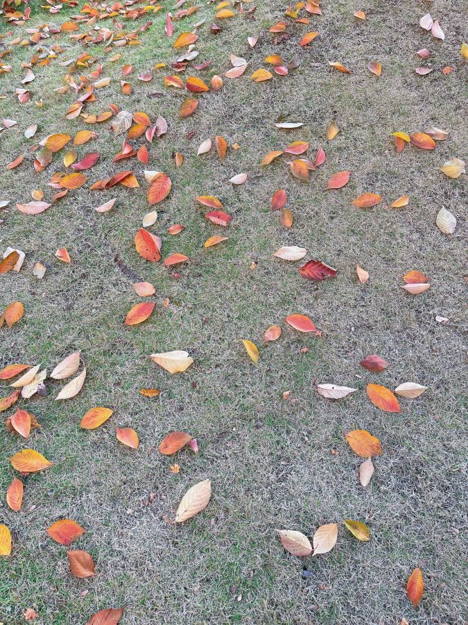 芝の上に落ちた桜の葉　