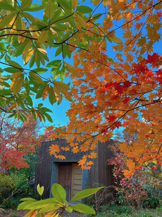 モミジの赤やオレンジ・モクレンの緑・空の青のコントラストが舎庫を飾ります