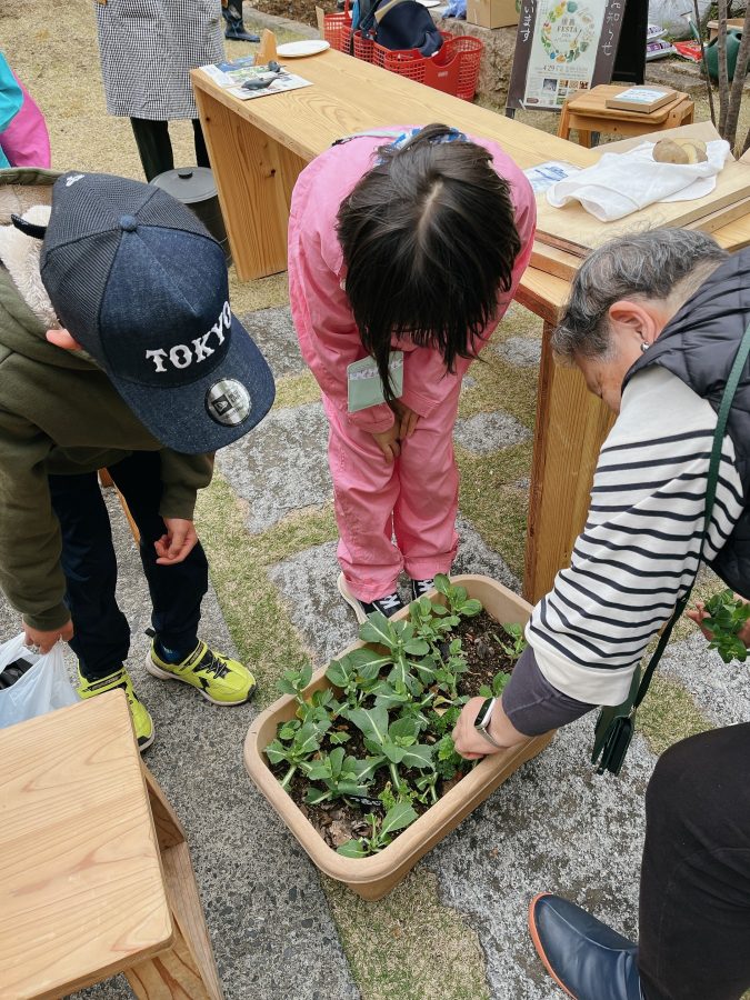 プランターに植えた小松菜の花を摘んで子どもたちにプレゼント