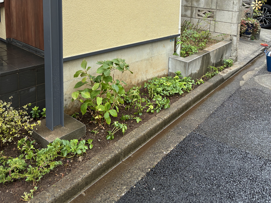 元々植わっていたフッキソウはお家のサイドにお引越し！
